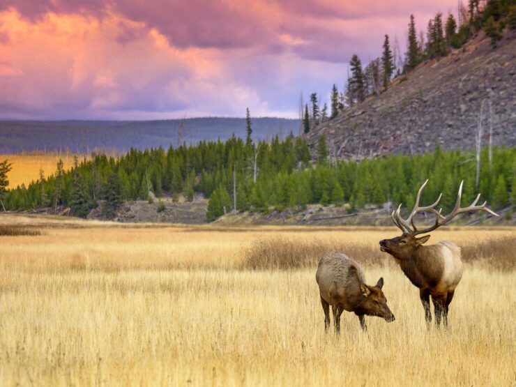 Yellowstone National Park