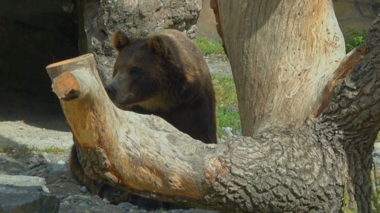 Yellowstone Park Bear Found Dead