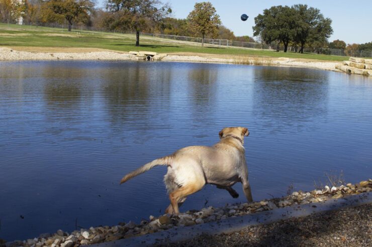 Source: bringfido.com