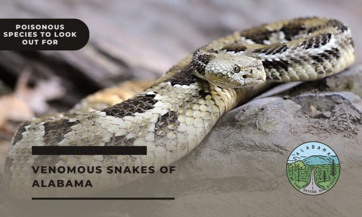 alabama snakes