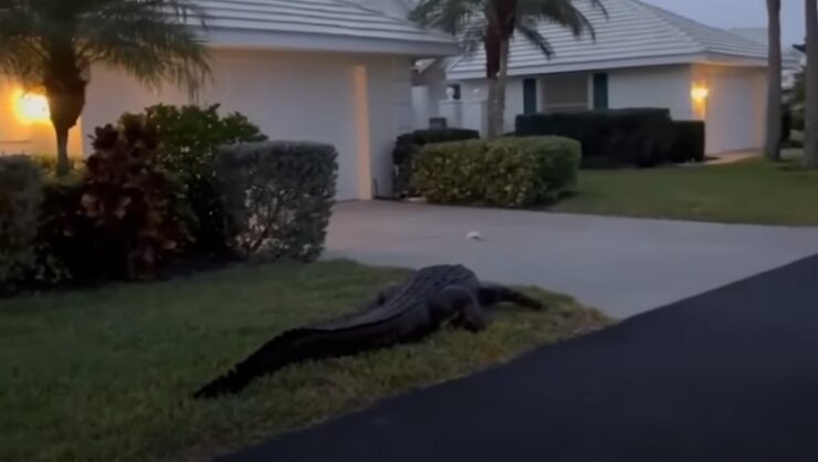 alligator in my front yard