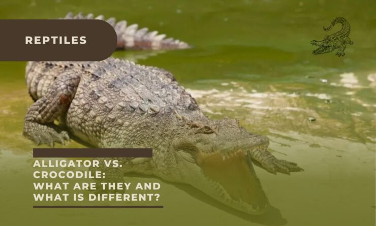 Alligator vs. Crocodile: What are They and What is Different?