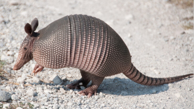 armadillo