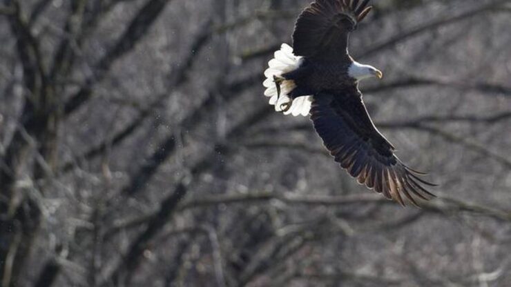 bald eagles