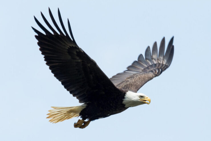 bald eagles