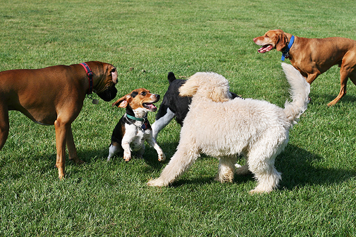 bark park