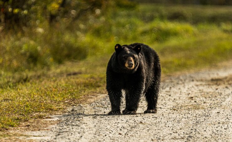 black bear north carolina