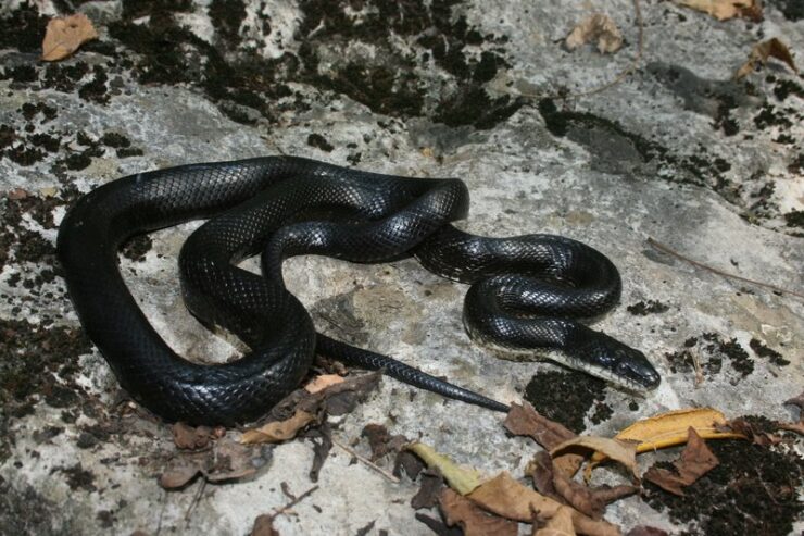 black rat snake