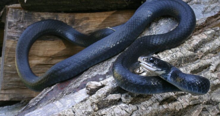 black racer