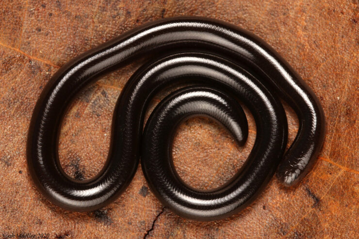 blindsnake