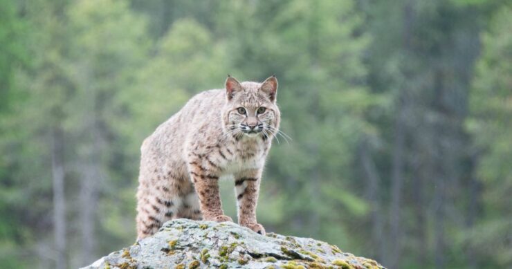 bobcats