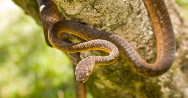brown tree snake