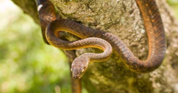 brown tree snake