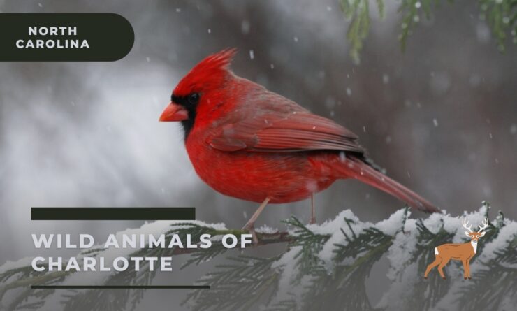 charlotte city wild animals