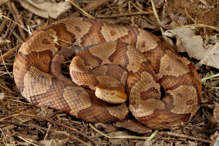 copperhead