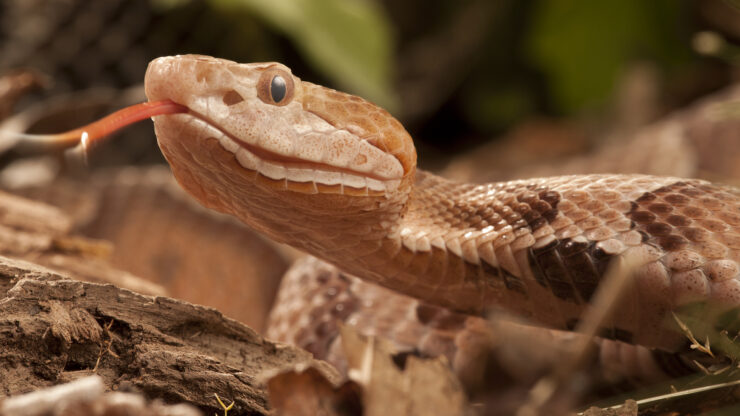 Northern Copperhead, Agkistrodon contortrix, Controlled situation, Face details, PA, USA.