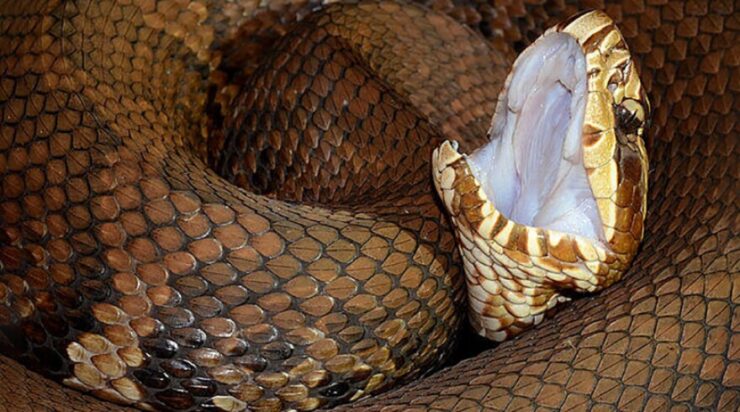 cottonmouth