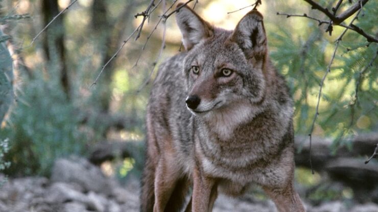 coyote-in-Arizona