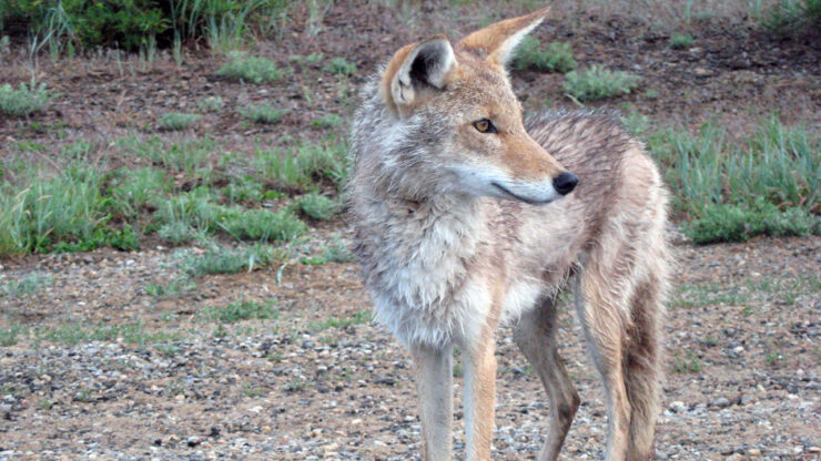 coyotes north carolina