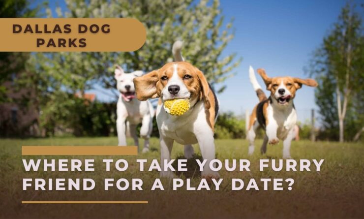 dallas dog parks
