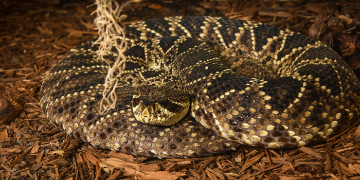 diamondback rattlesnake