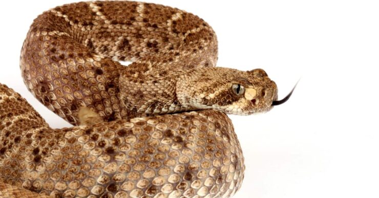 diamondback