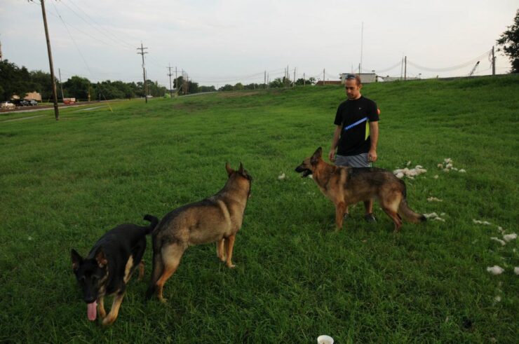 dog levee