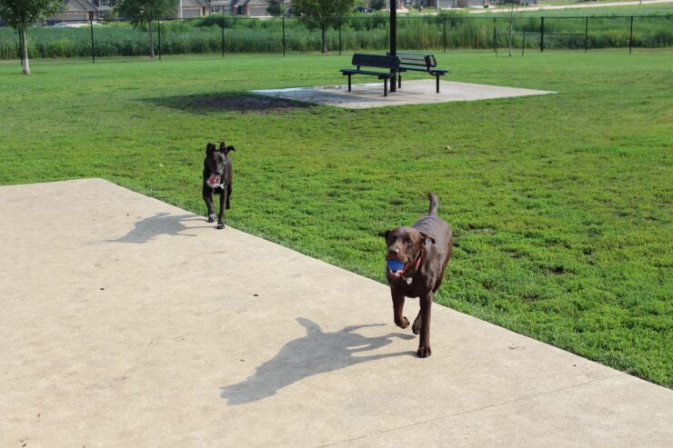 dog ohio
