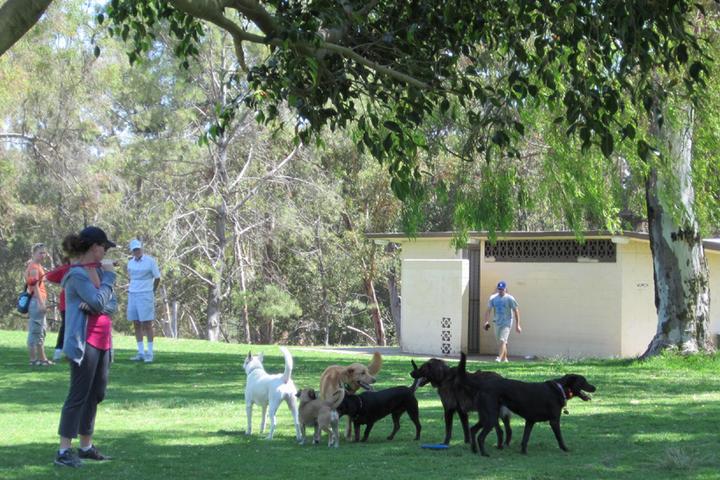 dog park