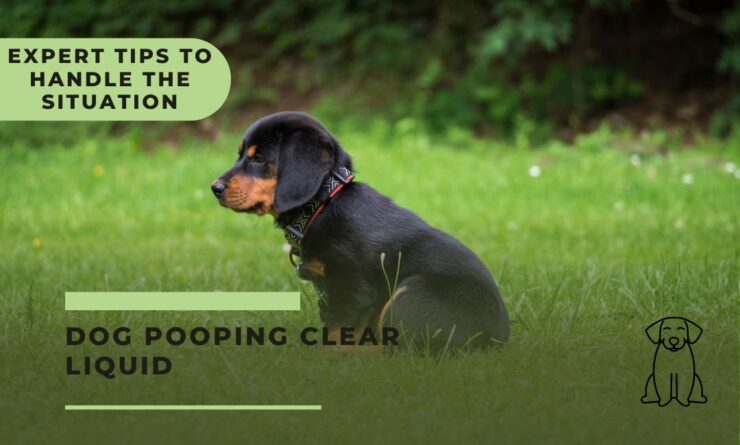 dog pooping clear liquid