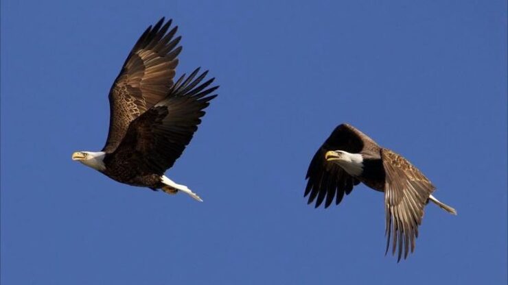 eagle