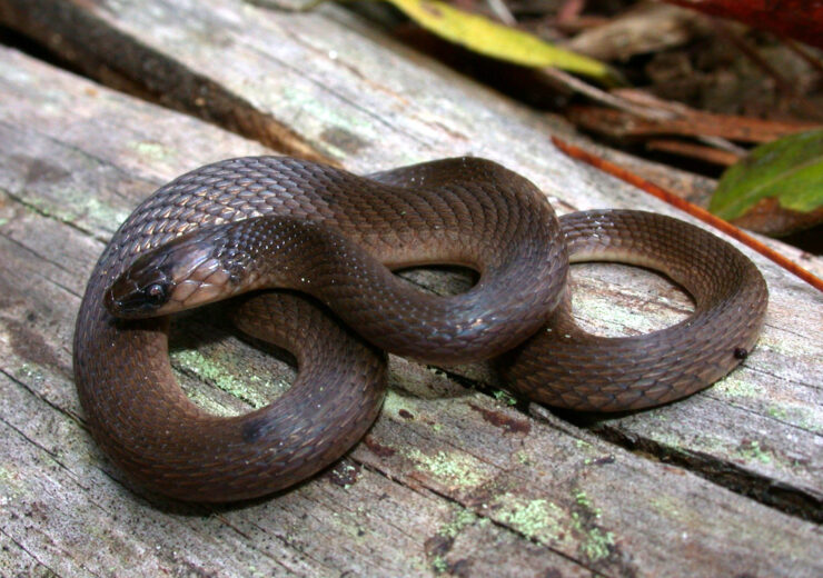 earthsnake