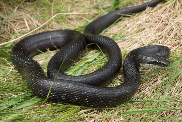 easter ratsnake