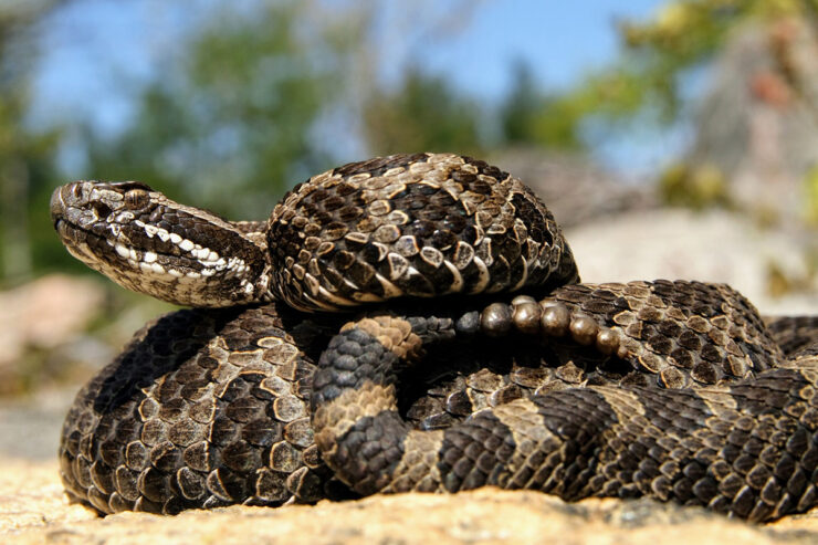 eastern rattlesnake