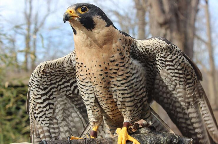 falcon