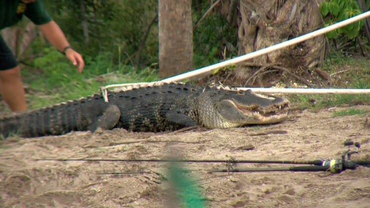 florida alligator attack