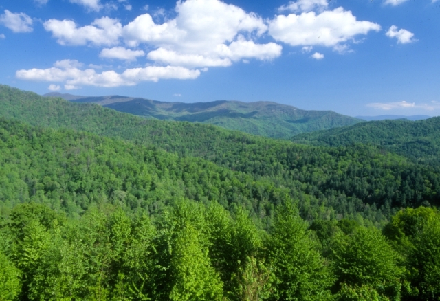 forest