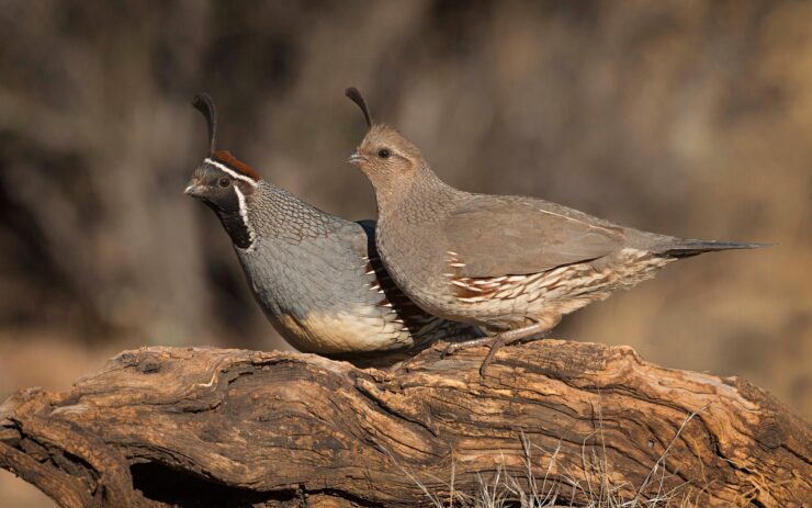 gambel quail