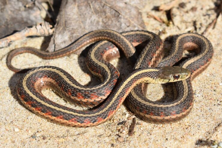 garter snake
