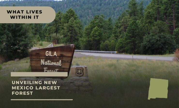 gila national forest
