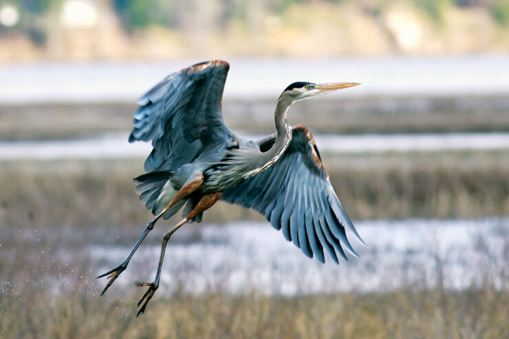 Heron takes flight.