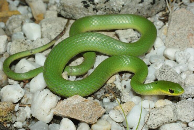 greensnake