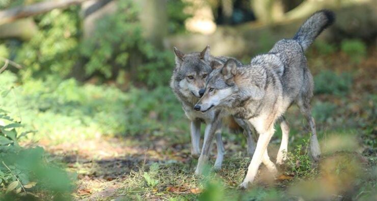 grey wolf
