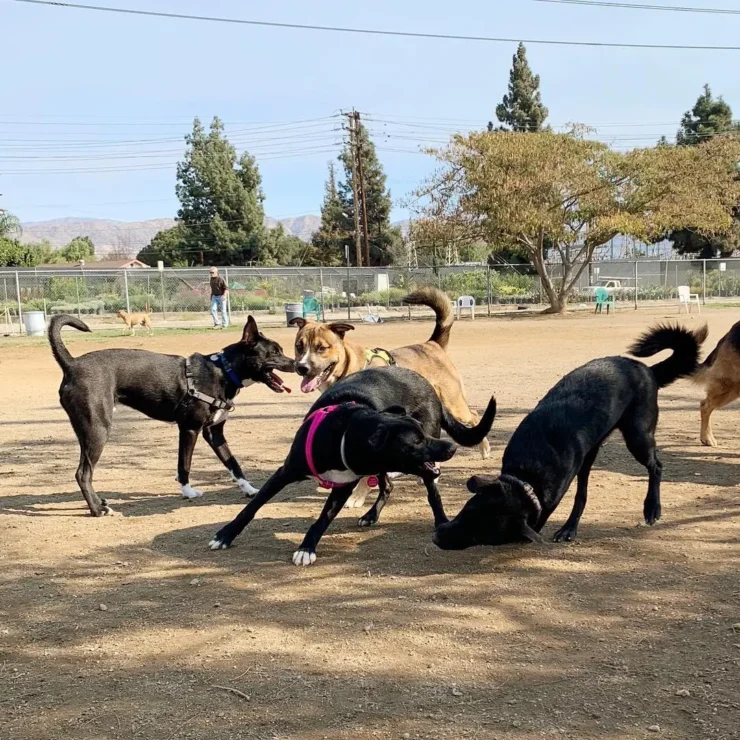 griffith Dog Park