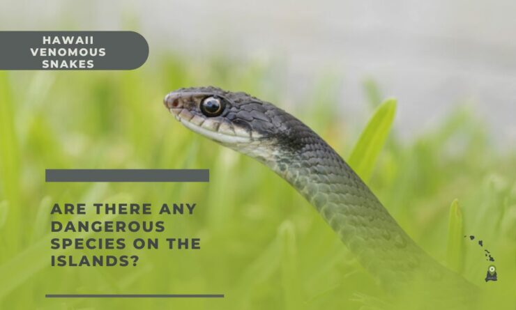 hawaii snakes