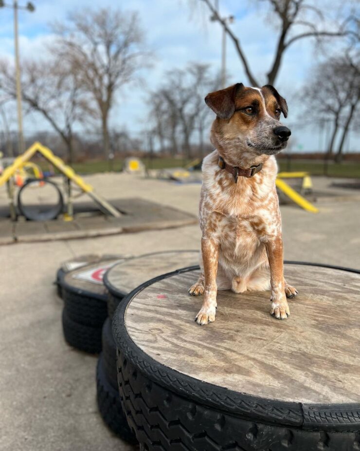 Jackson Bark