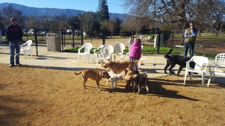 jeffrey-fontana-dog-park