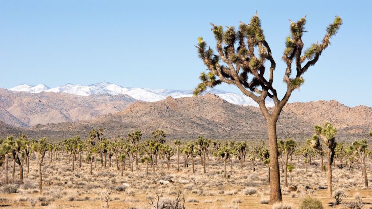 Joshua Tree National Park
