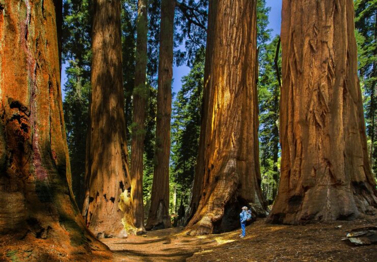 king canyon
