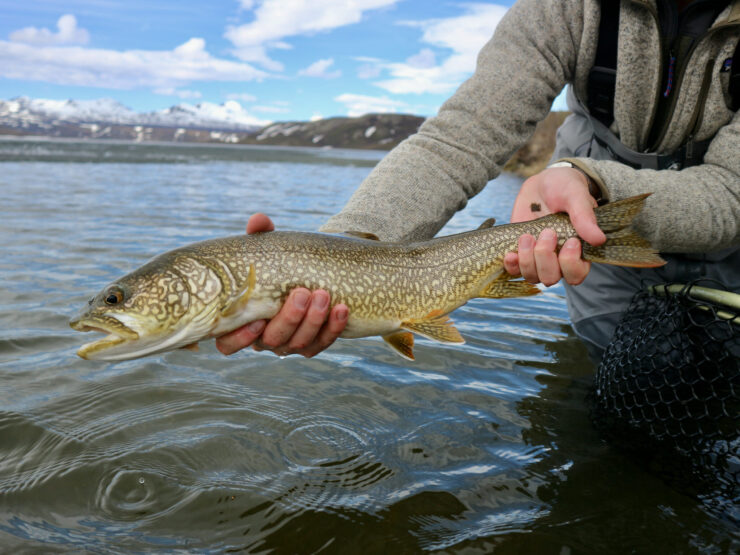 lake trout